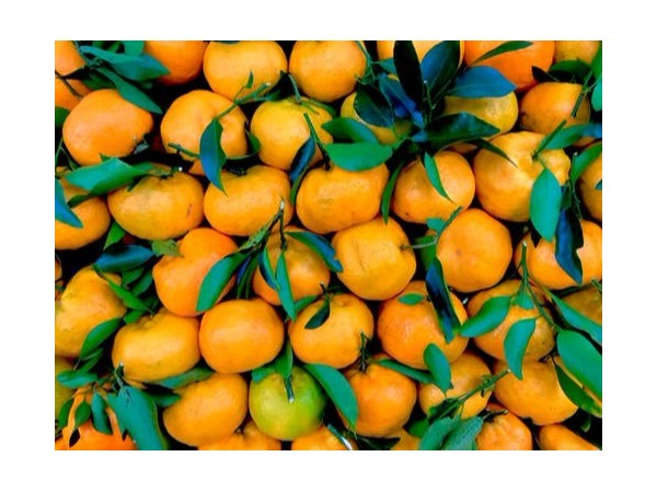 国产柑橘出口报关到国外如何操作？