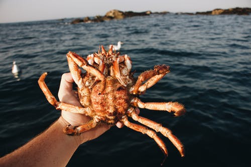 海鲜进口报关
